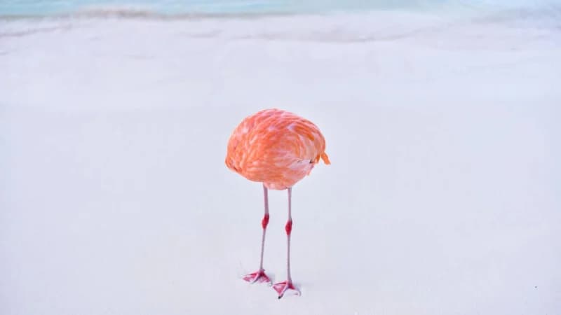 flamingone-800x450.jpg